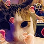 Miracle joined the competition — help win amazing prizes! affection, blurred_background, casual, cat, close_up, curious, domestic_animal, ears, face, feline, furniture, heart_graphics, home, indoor, love, person, pet, sitting, table, whiskers