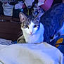 Miracle joined the competition — help win amazing prizes! animal, blanket, cat, cluttered_room, cozy, curious, domestic, ears, eyes, fabric, feline, fur, gray, indoor, looking, mammal, pet, resting, whiskers, white