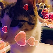 Miracle is registered to the contest to win money with this photo: blurred_background, casual_clothing, cat, close_up, decor, domestic_animal, ears, feline, heart_filter, indoor, living_room, people, pet, relaxing, seated_person, soft_lighting, tabby, table, whiskers, white_fur