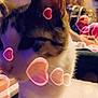 Miracle is registered to the contest to win money with this photo: blurred_background, casual_clothing, cat, close_up, decor, domestic_animal, ears, feline, heart_filter, indoor, living_room, people, pet, relaxing, seated_person, soft_lighting, tabby, table, whiskers, white_fur