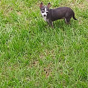 Kitanana joined the competition — help win amazing prizes! alert, animal, backyard, black_and_white, canine, chihuahua, daylight, dog, ears, garden, grass, lawn, nature, outdoor, pet, portrait, short_hair, small_dog, standing, tail