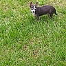 alert, animal, backyard, black_and_white, canine, chihuahua, daylight, dog, ears, garden, grass, lawn, nature, outdoor, pet, portrait, short_hair, small_dog, standing, tail