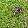 alert, animal, brown_coat, canine, chihuahua, dog, garden, grass, greenery, lawn, nature, outdoor, pet, pointed_ears, portrait, puppy, short_hair, small_dog, standing, white_markings