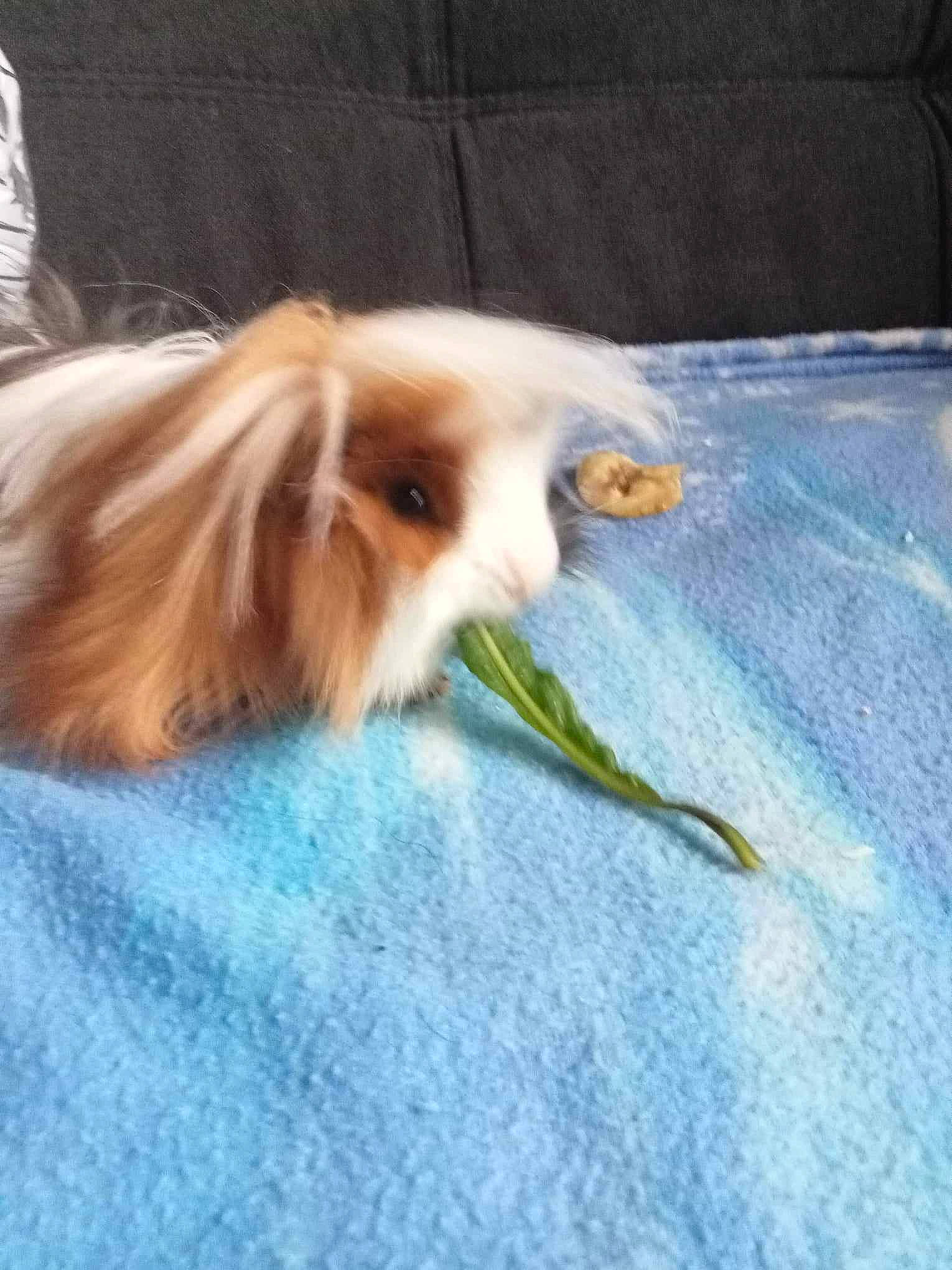 Dragibus a rejoint le concours — aidez-le/la à gagner de superbes lots ! canidae, carnivore, companion_dog, dog, dog_breed, electric_blue, fawn, flooring, fur, linens, liver, paw, rough_collie, sporting_group, toy_dog, whiskers, wood