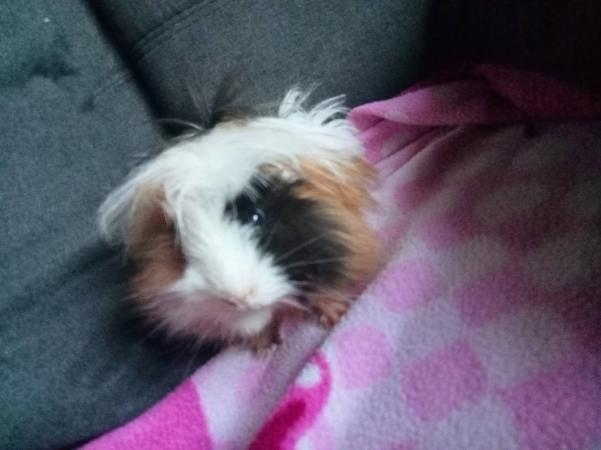 Dragibus participe au concours pour gagner de l'argent avec cette photo : canidae, carnivore, companion_dog, dog, dog_breed, fawn, fur, guinea_pig, liver, maltepoo, non_sporting_group, small_terrier, snout, sporting_group, terrier, toy_dog, whiskers