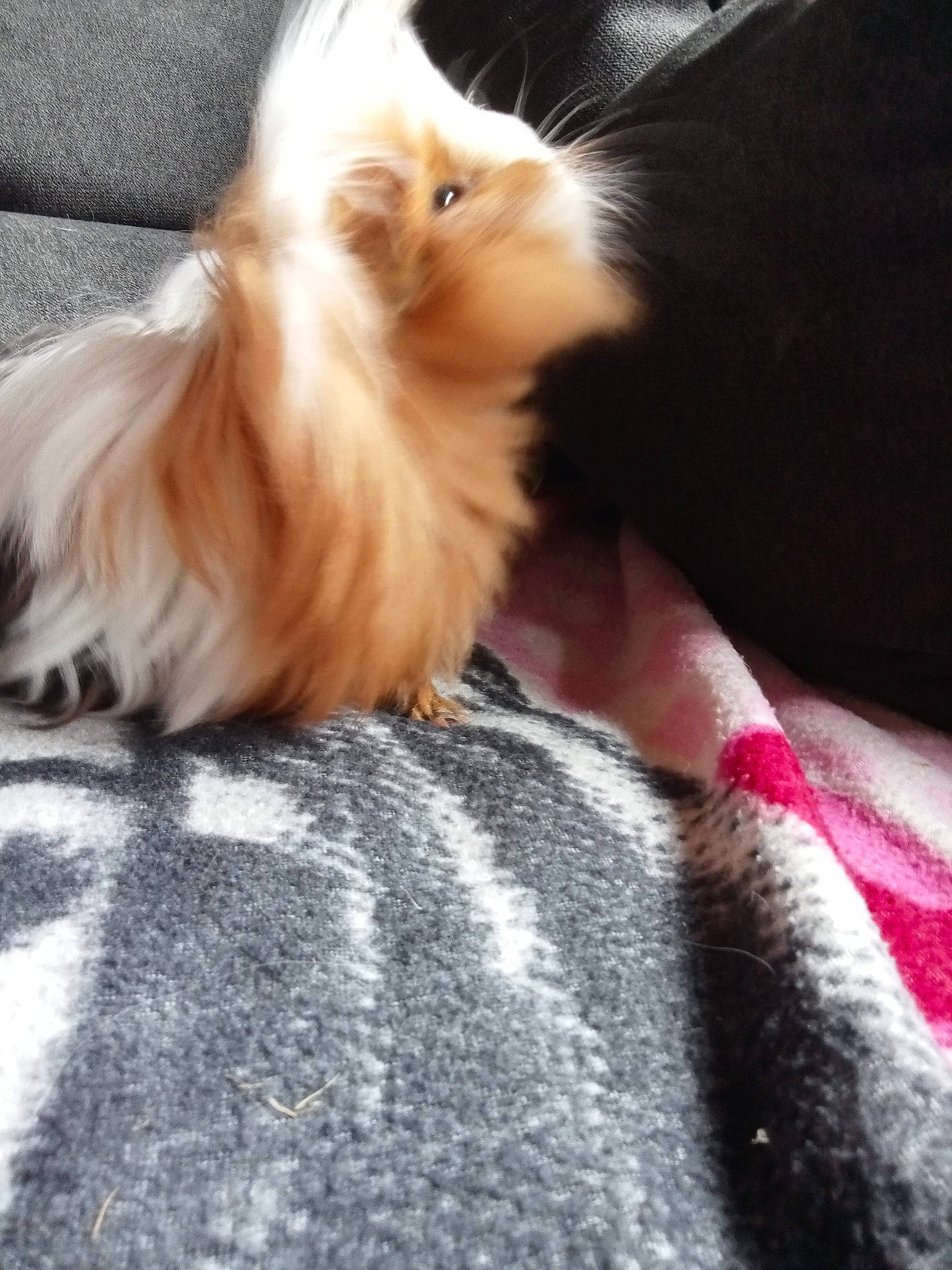 Dragibus a rejoint le concours — aidez-le/la à gagner de superbes lots ! carnivore, cat, claw, comfort, companion_dog, fawn, felidae, fur, paw, small_to_medium_sized_cats, snout, tail, whiskers, wood