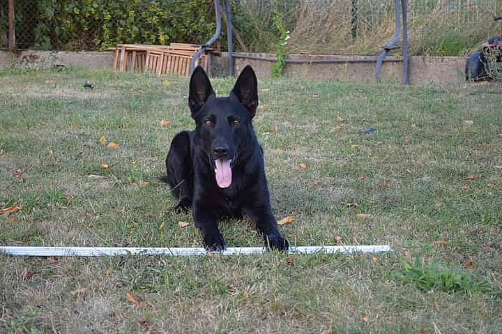 Lucifer a rejoint le concours — aidez-le/la à gagner de superbes lots ! canidae, carnivore, dog, dog_breed, dog_supply, east_european_shepherd, fence, grass, groenendael, guard_dog, herding_dog, hunting_dog, king_shepherd, plant, snout, sporting_group, terrestrial_animal, working_animal, working_dog