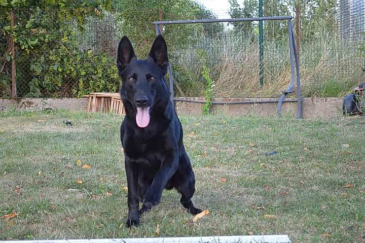 Lucifer participe au concours pour gagner de l'argent avec cette photo : canidae, carnivore, companion_dog, dobermann, dog, dog_breed, dog_supply, fence, german_shepherd_dog, grass, guard_dog, herding_dog, hunting_dog, old_german_shepherd_dog, plant, snout, sporting_group, tree, working_animal, working_dog