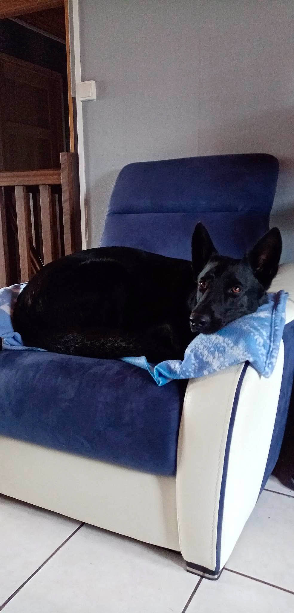 Lucifer a rejoint le concours — aidez-le/la à gagner de superbes lots ! canidae, carnivore, comfort, companion_dog, couch, dog, dog_breed, dog_supply, electric_blue, fawn, felidae, grey, hardwood, room, snout, sporting_group, studio_couch, tail, wood, working_animal