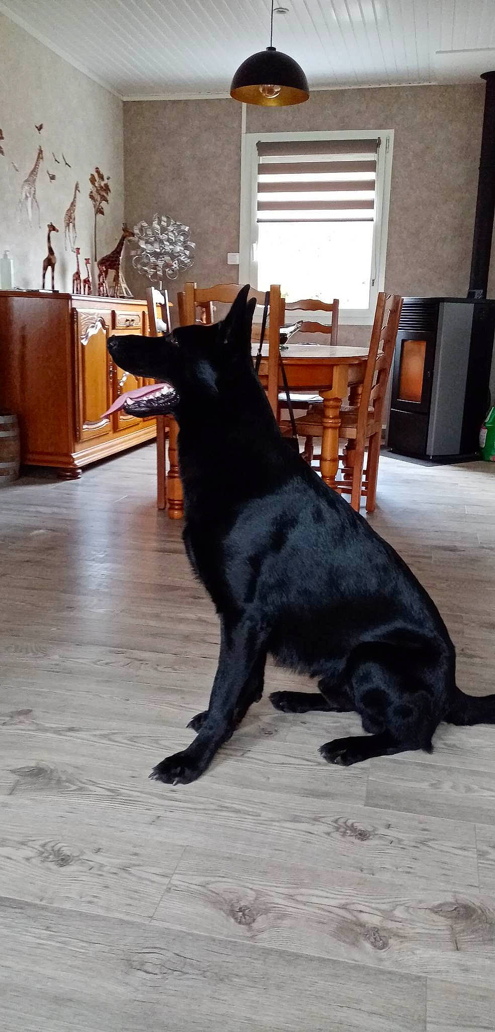 Lucifer a rejoint le concours — aidez-le/la à gagner de superbes lots ! cabinetry, carnivore, companion_dog, dog, dog_breed, door, felidae, floor, flooring, fur, hardwood, plant, small_to_medium_sized_cats, snout, sporting_group, tail, tree, whiskers, window, wood