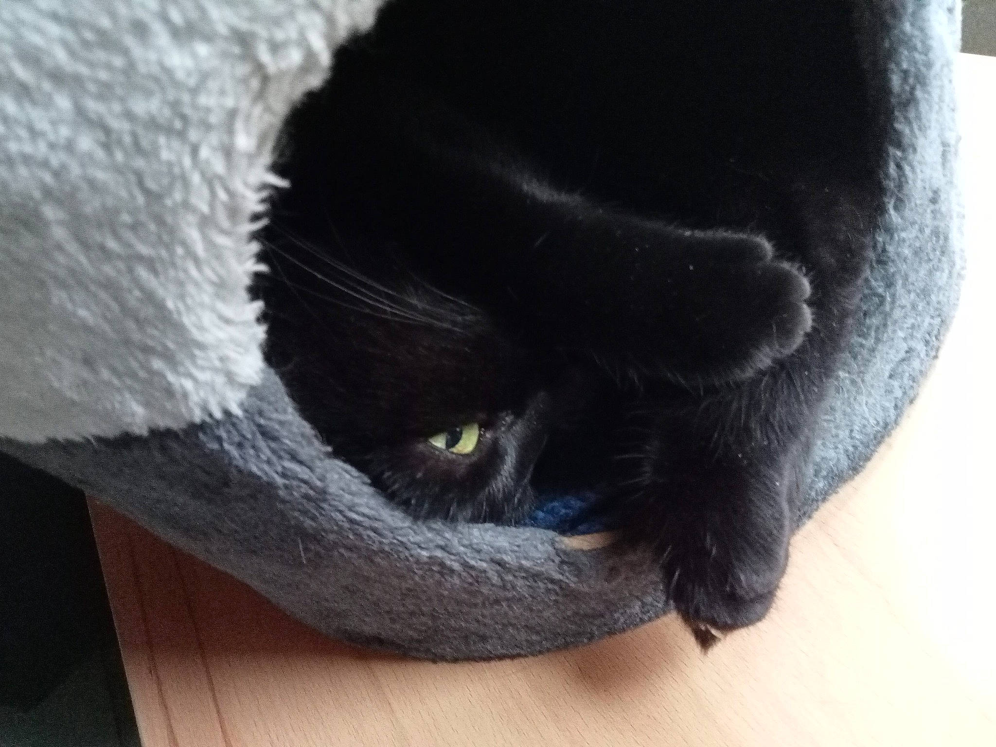 Réglisse a rejoint le concours — aidez-le/la à gagner de superbes lots ! black_cat, bombay, carnivore, cat, claw, comfort, dog_breed, domestic_short_haired_cat, electric_blue, felidae, fur, hardwood, small_to_medium_sized_cats, snout, tail, terrestrial_animal, whiskers, wood