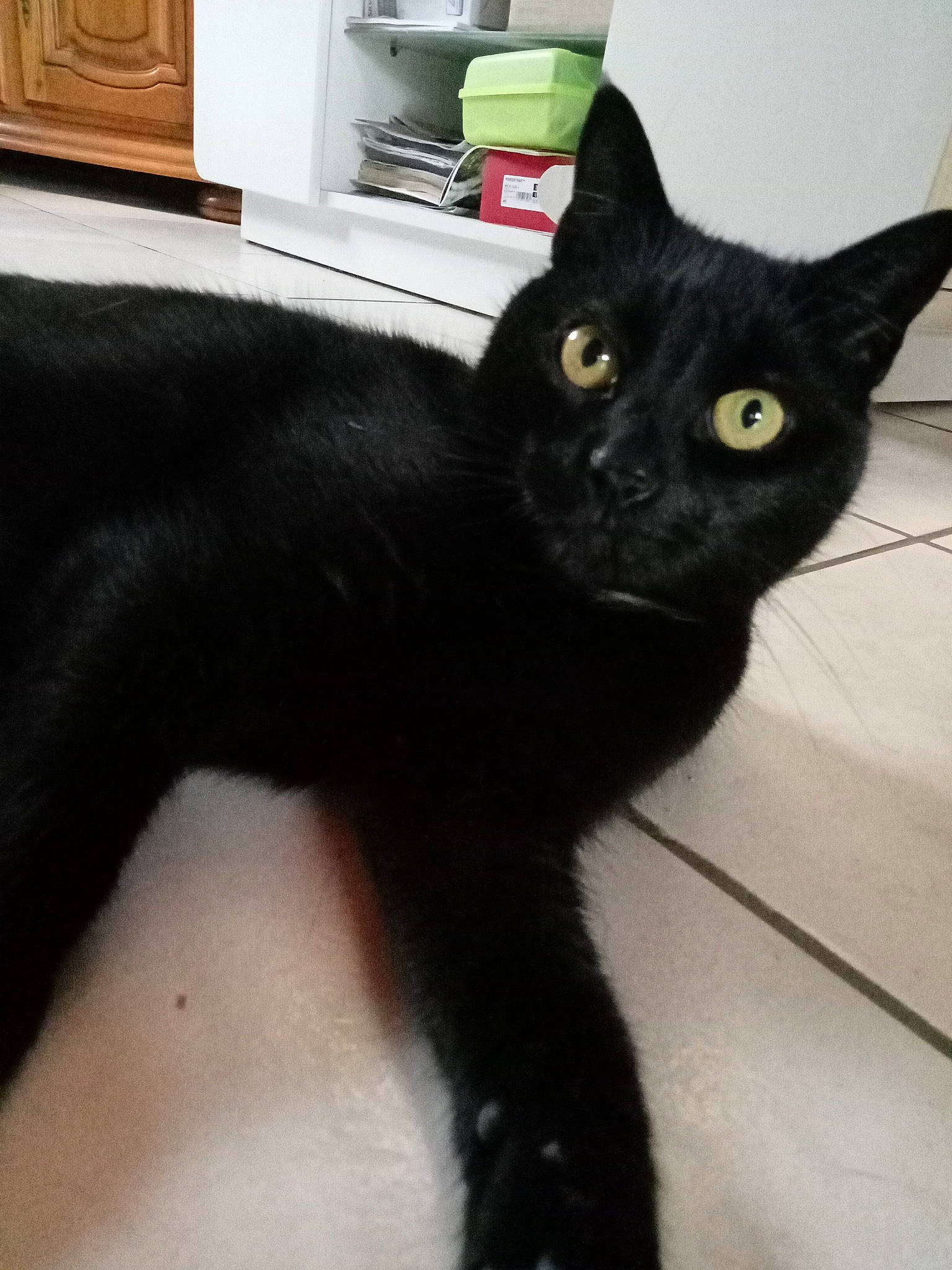 Réglisse participe au concours pour gagner de l'argent avec cette photo : black_cat, bombay, cabinetry, carnivore, cat, claw, domestic_short_haired_cat, felidae, flooring, fur, hardwood, havana_brown, kitchen_appliance, paw, small_to_medium_sized_cats, snout, tail, terrestrial_animal, wall_socket, whiskers