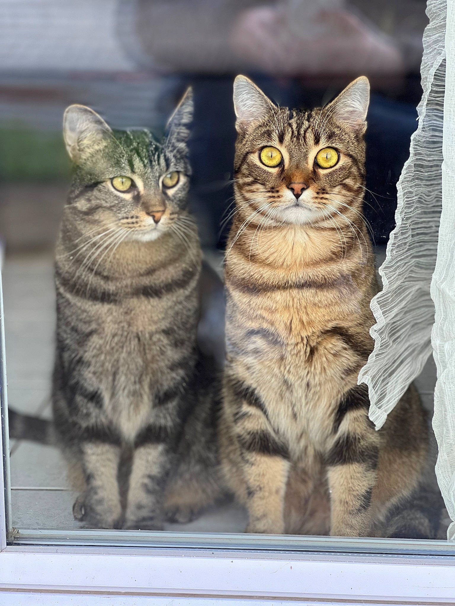 Sonic a rejoint le concours — aidez-le/la à gagner de superbes lots ! carnivore, cat, curious, domestic_short_haired_cat, felidae, fur, organism, pattern, paw, photo_caption, rectangle, small_to_medium_sized_cats, snout, terrestrial_animal, whiskers, wildlife