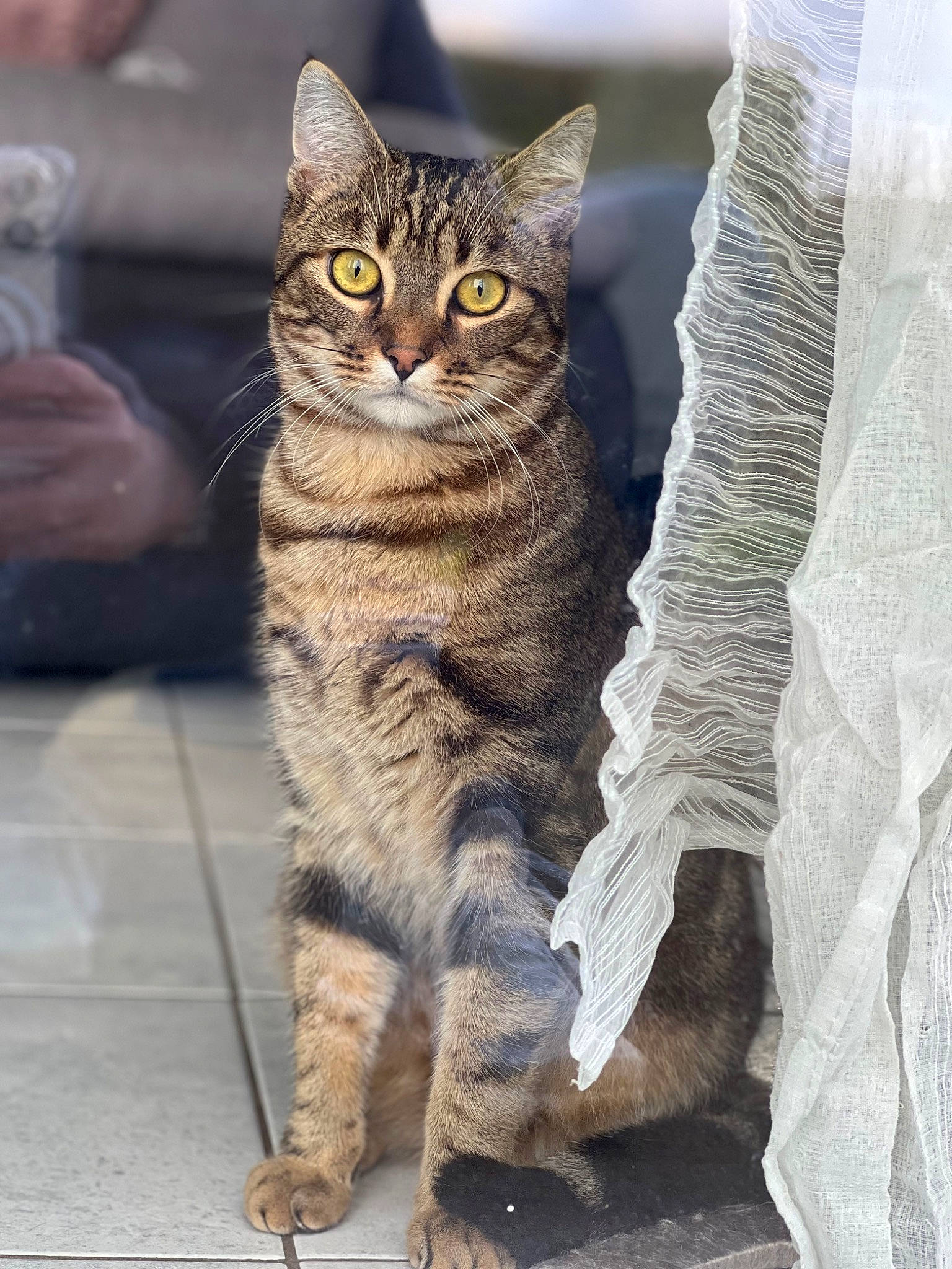 Sonic a rejoint le concours — aidez-le/la à gagner de superbes lots ! carnivore, cat, claw, domestic_short_haired_cat, felidae, fur, grey, iris, paw, sitting, small_to_medium_sized_cats, snout, tail, terrestrial_animal, whiskers, wildlife