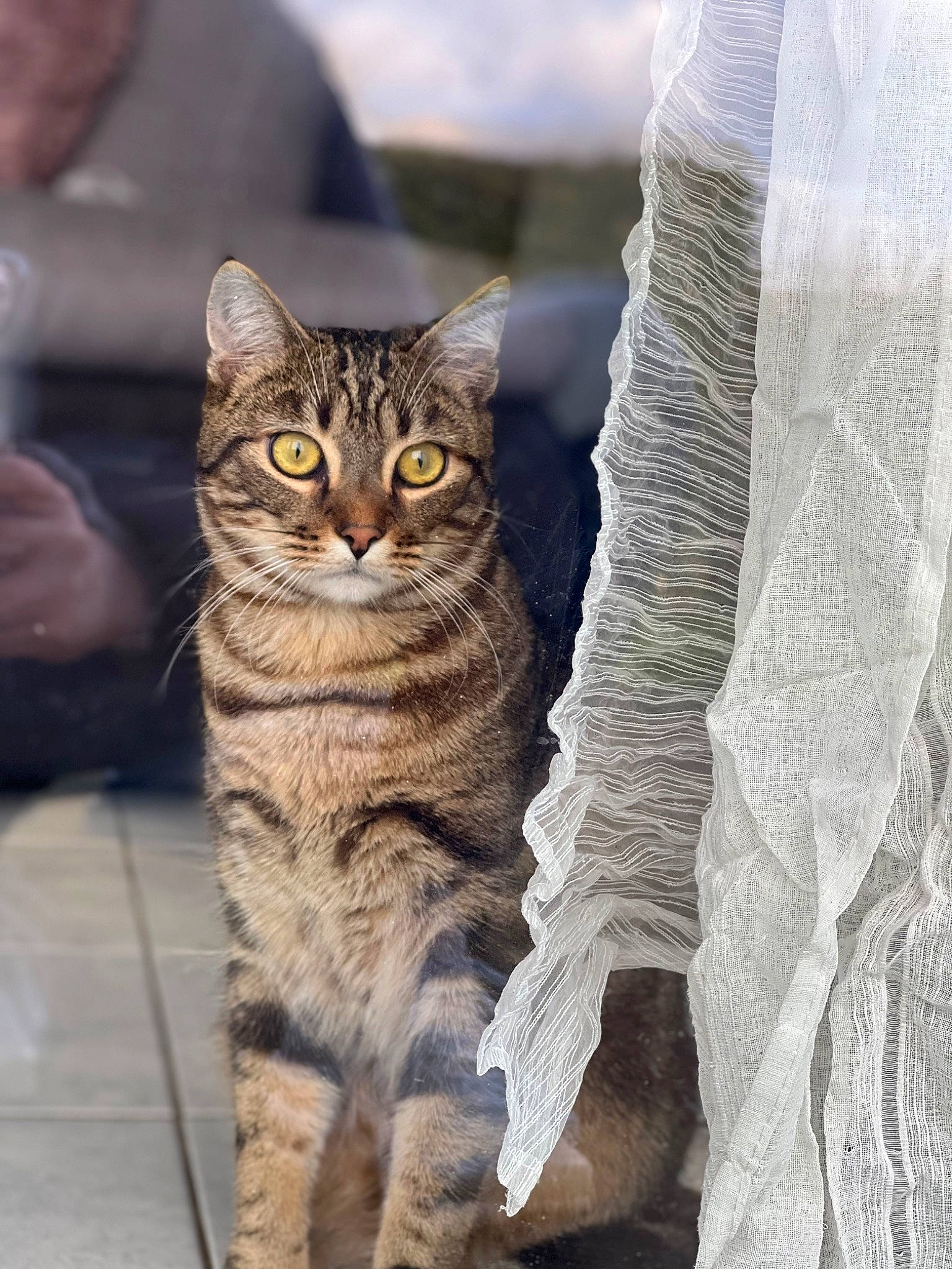 Sonic a rejoint le concours — aidez-le/la à gagner de superbes lots ! carnivore, cat, claw, domestic_short_haired_cat, felidae, fur, grey, paw, sitting, small_to_medium_sized_cats, snout, tail, terrestrial_animal, tree, whiskers, wildlife, window, wood