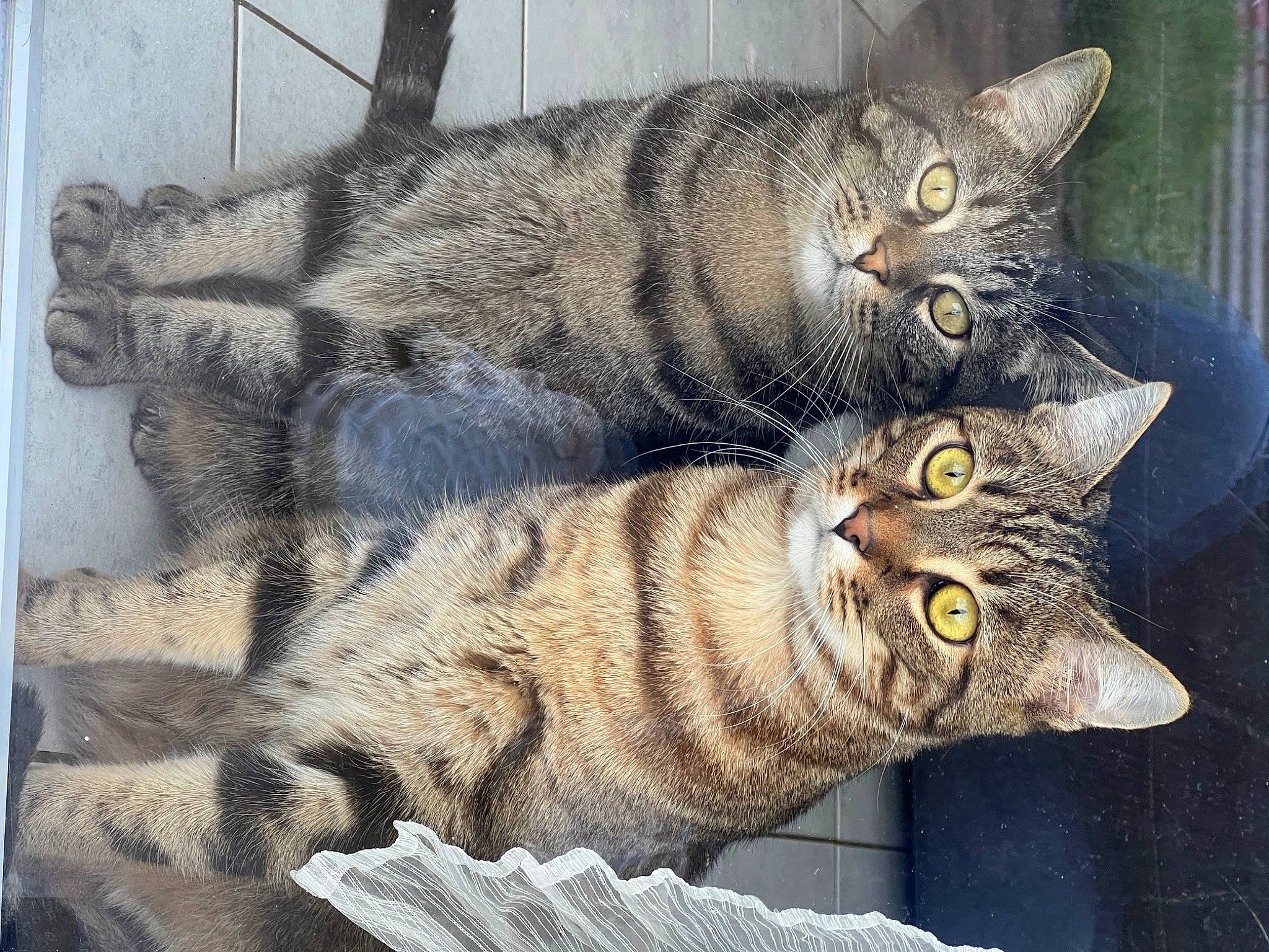 Sonic a rejoint le concours — aidez-le/la à gagner de superbes lots ! art, carnivore, cat, cat_furniture, claw, domestic_short_haired_cat, eye, felidae, fur, paw, photo_caption, rectangle, small_to_medium_sized_cats, snout, tail, terrestrial_animal, tree, whiskers, wildlife