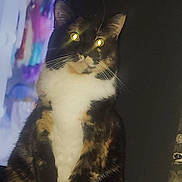 Terry is registered to the contest to win money with this photo: cat, calico, pet, animal, indoor, glowing_eyes, fur, whiskers, paws, sitting, wooden_surface, mammal, domestic_animal, cute, feline, portrait, night, shadow, closeup, furry