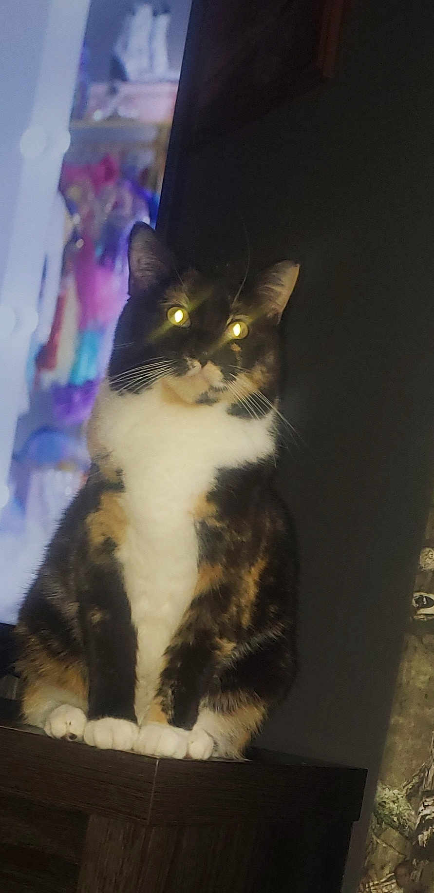 Terry is registered to the contest to win money with this photo: cat, calico, pet, animal, indoor, glowing_eyes, fur, whiskers, paws, sitting, wooden_surface, mammal, domestic_animal, cute, feline, portrait, night, shadow, closeup, furry