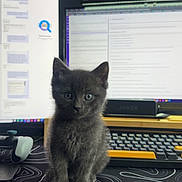 Milo joined the competition — help win amazing prizes! kitten, gray_cat, pet, indoor, computer, monitor, keyboard, desk, gaming_controller, black_mat, curious, cute, feline, technology, workspace, sitting, front_view, young_cat, home, animal