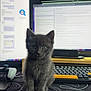 kitten, gray_cat, pet, indoor, computer, monitor, keyboard, desk, gaming_controller, black_mat, curious, cute, feline, technology, workspace, sitting, front_view, young_cat, home, animal