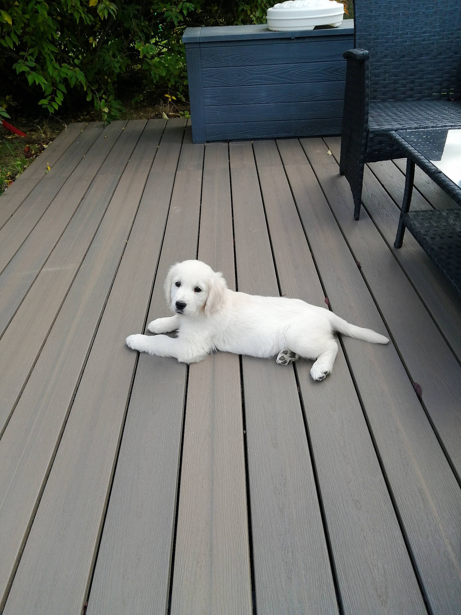 Tosca participe au concours pour gagner de l'argent avec cette photo : canidae, carnivore, companion_dog, deck, dog, dog_breed, floor, flooring, grass, hardwood, outdoor_furniture, pet_supply, plank, plant, sporting_group, tail, tree, walkway, wood, working_animal