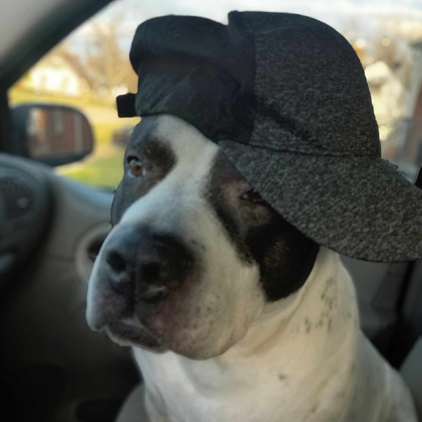 Daz joined the competition — help win amazing prizes! animal, baseballcap, bulldog, canine, cap, clothing, dog, face, hat, head, hound, machine, person, pet, photography, pitbull, pointer, portrait, puppy, spoke