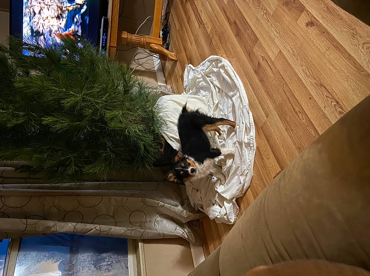 Rollie is registered to the contest to win money with this photo: bird, display_device, feather, fir, flat_panel_display, hardwood, laminate_flooring, led_backlit_lcd_display, plywood, television, television_set, wood_flooring, wood_stain