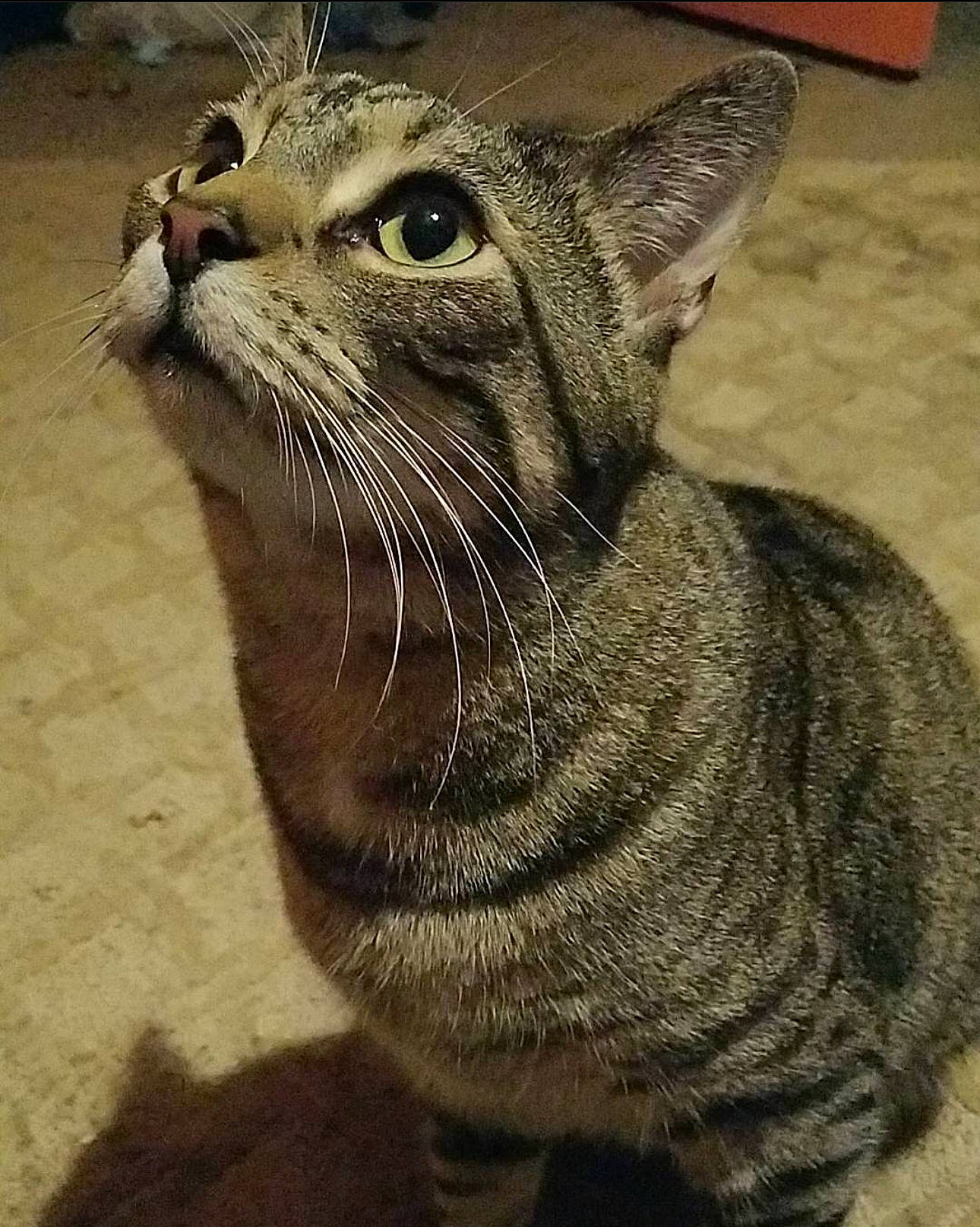 Absol is registered to the contest to win money with this photo: art, carnivore, cat, domestic_short_haired_cat, fang, felidae, fur, paw, small_to_medium_sized_cats, snout, terrestrial_animal, whiskers, wildlife, window