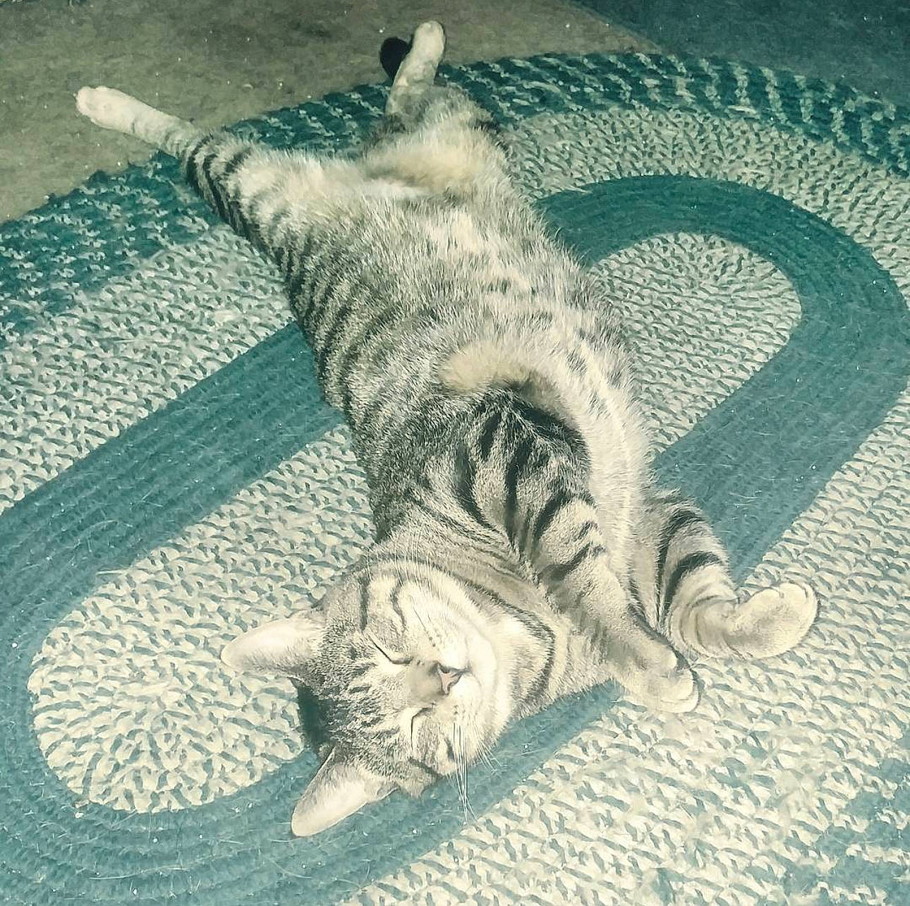 Absol is registered to the contest to win money with this photo: art, carnivore, cat, claw, comfort, domestic_short_haired_cat, felidae, flooring, fur, grey, nap, pattern, paw, small_to_medium_sized_cats, snout, tail, terrestrial_animal, whiskers, wildlife, wood