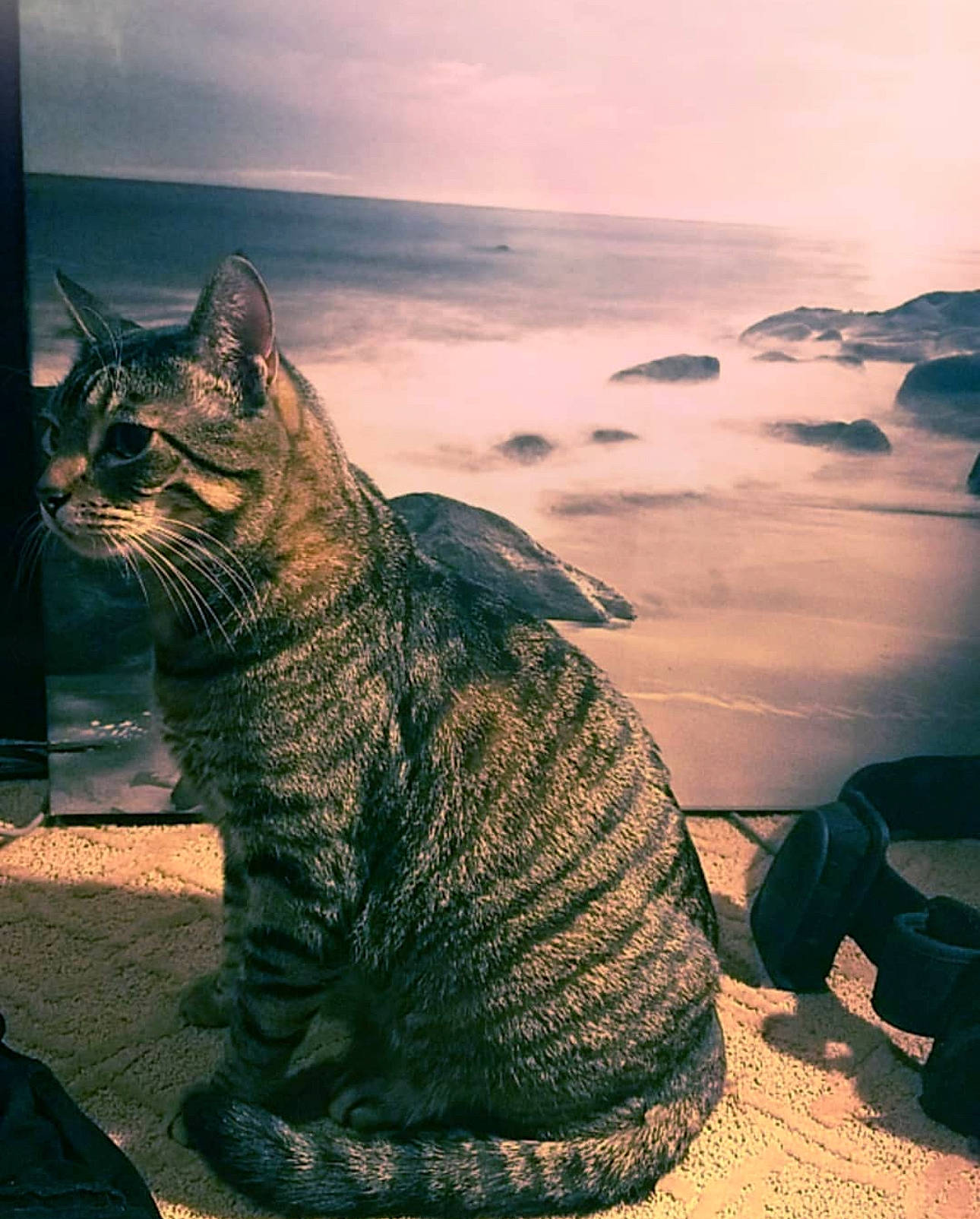 Absol joined the competition — help win amazing prizes! art, carnivore, cat, domestic_short_haired_cat, dusk, felidae, fur, grass, happy, horizon, landscape, sand, sitting, sky, small_to_medium_sized_cats, snout, tail, water, whiskers, wood