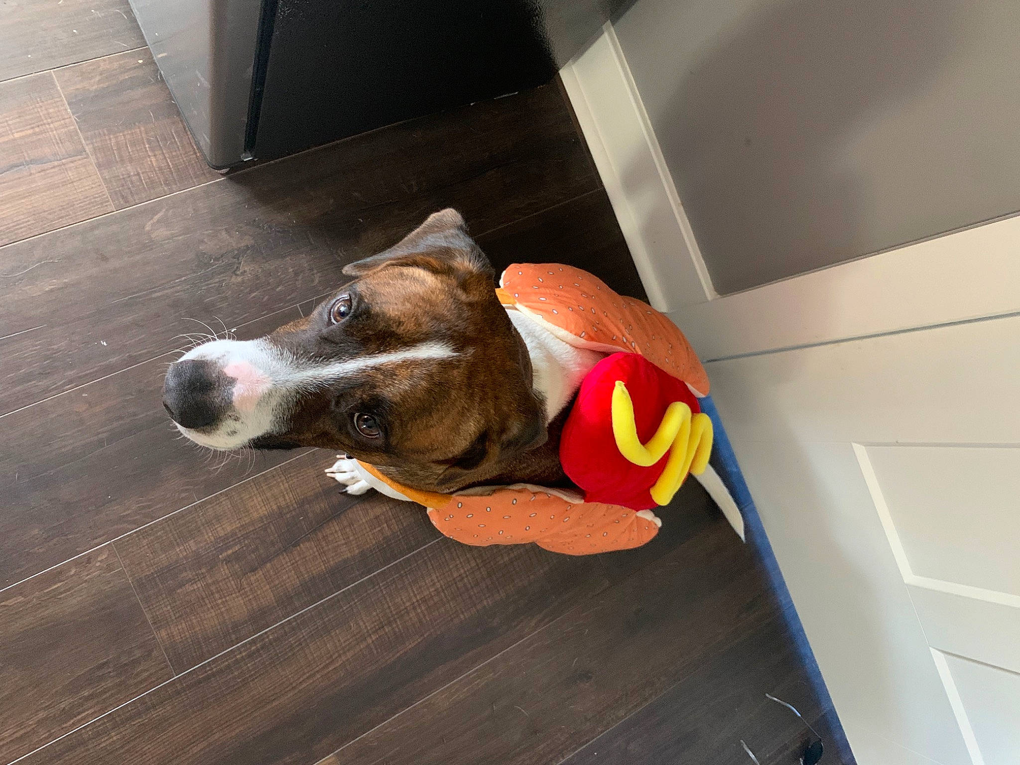 Elmo joined the competition — help win amazing prizes! canidae, carnivore, collar, comfort, companion_dog, dog, dog_breed, dog_supply, fawn, floor, flooring, hardwood, hound, laminate_flooring, pet_supply, scent_hound, snout, tail, wood, wood_flooring