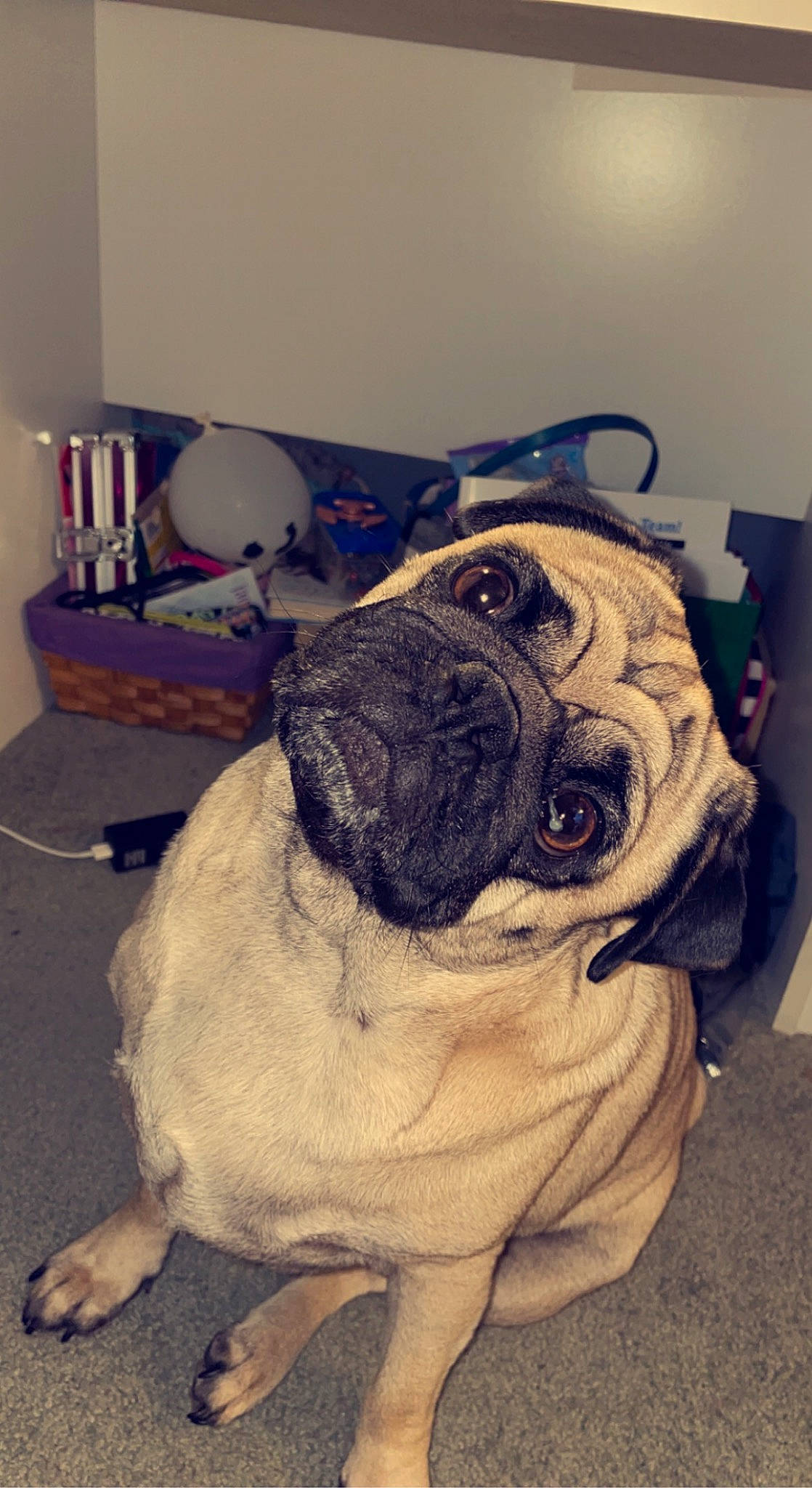 Brady joined the competition — help win amazing prizes! bulldog, canidae, carnivore, companion_dog, dog, dog_breed, fawn, floor, flooring, fur, non_sporting_group, pug, puppy, snout, sporting_group, terrestrial_animal, toy_dog, working_animal, working_dog, wrinkle