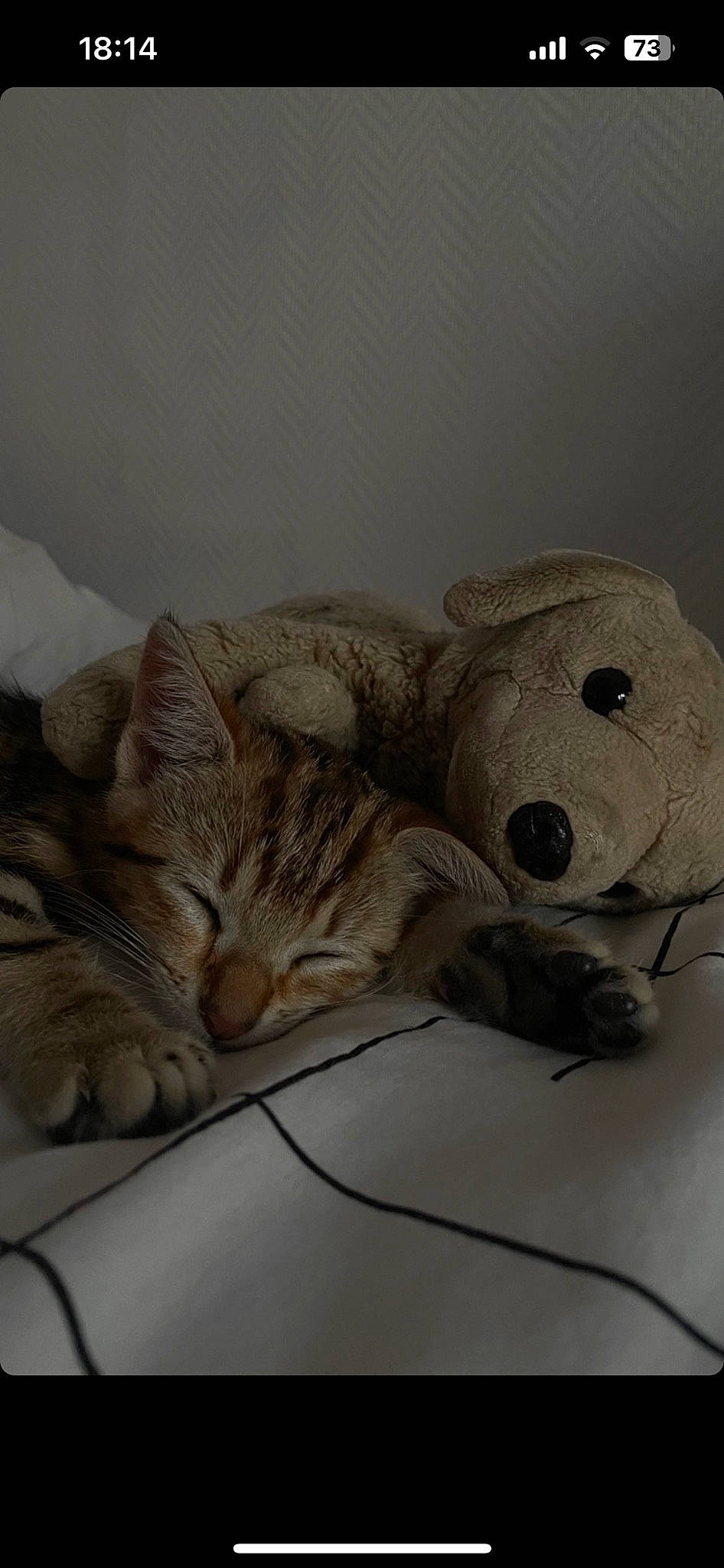 Twenty a rejoint le concours — aidez-le/la à gagner de superbes lots ! bed, bed_sheet, bedding, carnivore, cat, comfort, couch, fawn, felidae, fur, grey, linens, small_to_medium_sized_cats, snout, stuffed_toy, tail, textile, toy, whiskers, wood