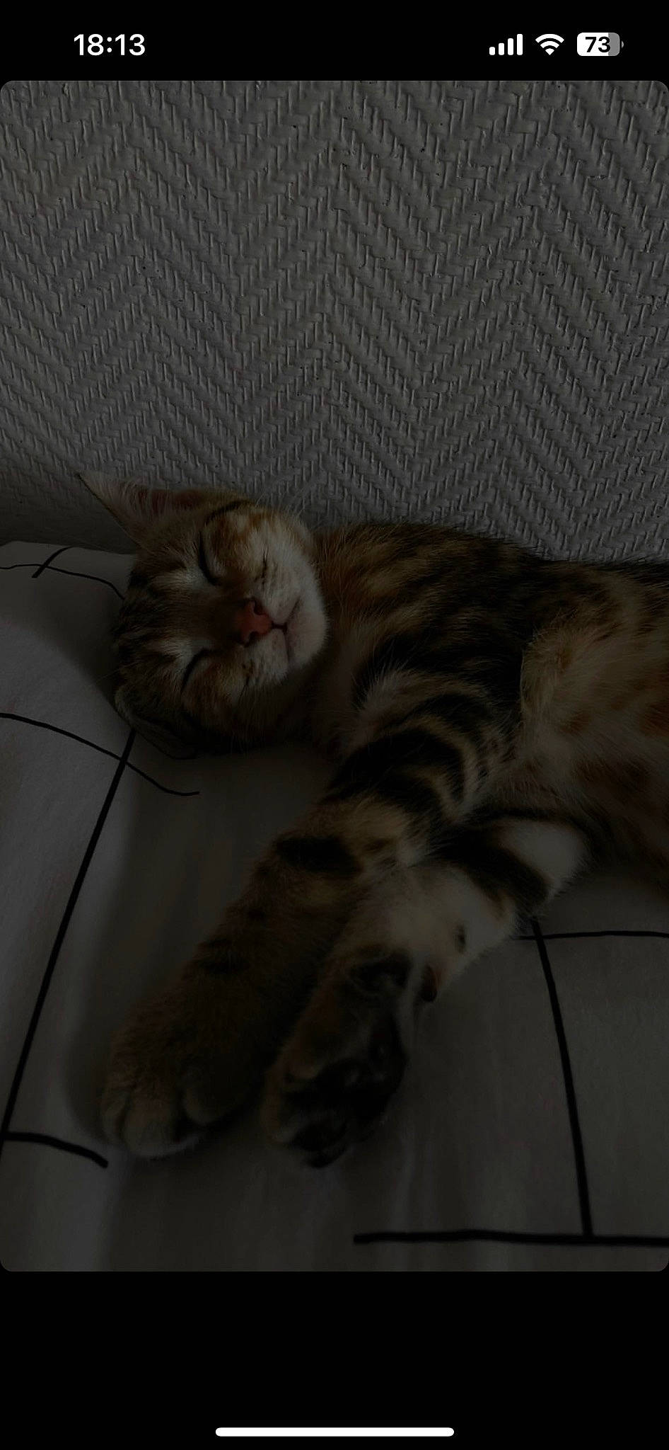 Twenty participe au concours pour gagner de l'argent avec cette photo : carnivore, cat, claw, comfort, domestic_short_haired_cat, fawn, felidae, foot, fur, grey, hardwood, nap, paw, small_to_medium_sized_cats, snout, tail, terrestrial_animal, vertebrate, whiskers, wood