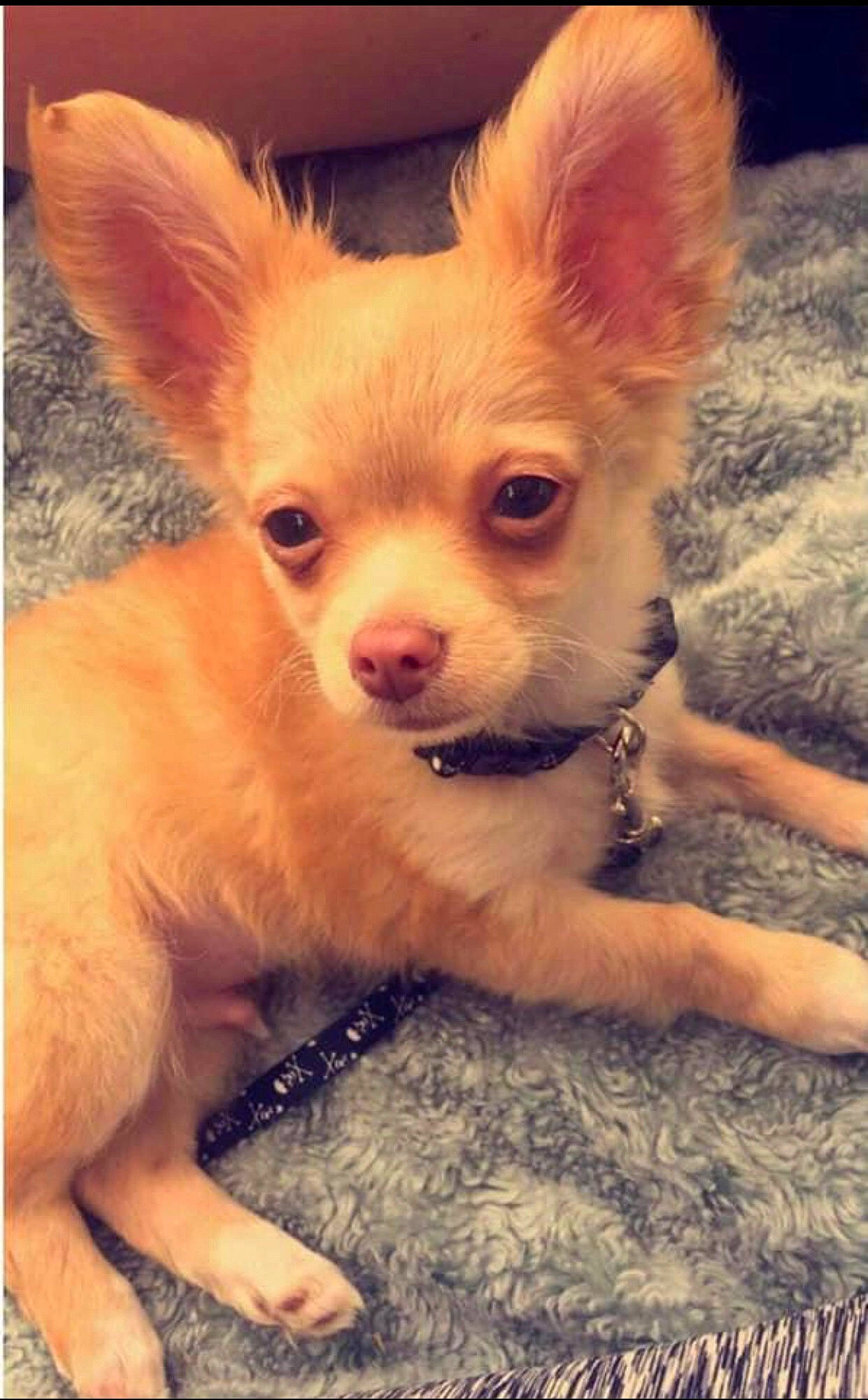 Bellamy is registered to the contest to win money with this photo: canidae, carnivore, chihuahua, companion_dog, corgi_chihuahua, dog, dog_breed, ear, fawn, fur, non_sporting_group, puppy, russkiy_toy, snout, sporting_group, terrestrial_animal, toy_dog, whiskers, working_animal