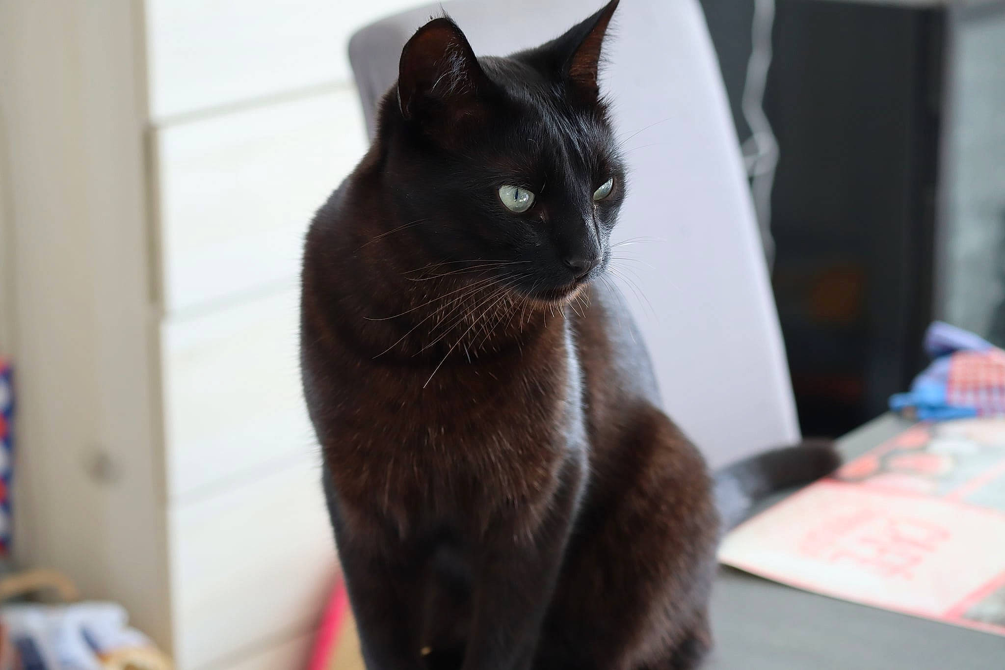 Obama a rejoint le concours — aidez-le/la à gagner de superbes lots ! black_cat, bombay, carnivore, cat, felidae, fur, liver, pet_supply, small_to_medium_sized_cats, snout, vertebrate, whiskers