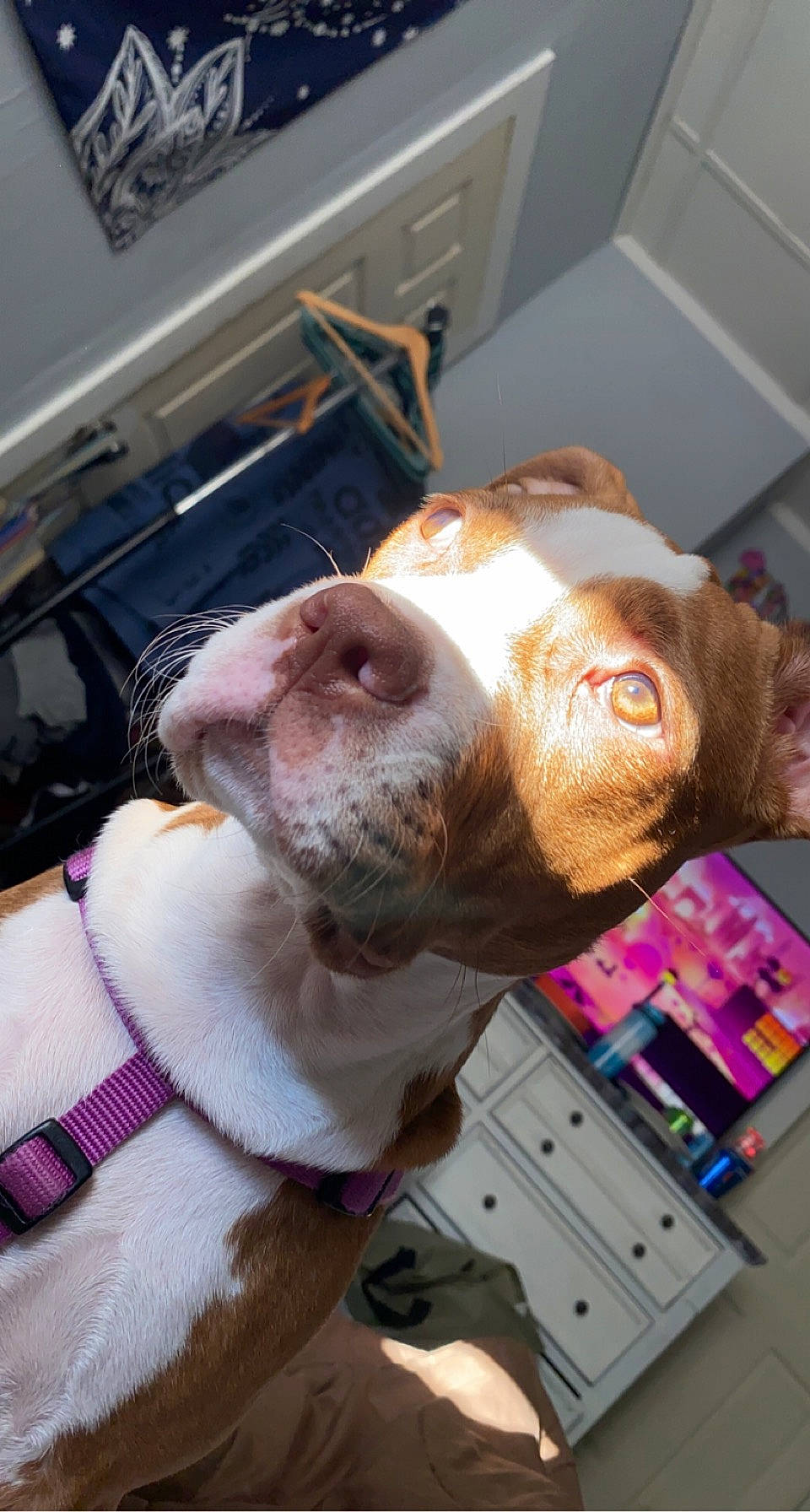 Hennessy is registered to the contest to win money with this photo: canidae, carnivore, collar, companion_dog, dog, dog_breed, drawer, ear, eyewear, fawn, flesh, fur, liver, selfie, snout, sporting_group, stuffed_toy, toy, whiskers, working_animal