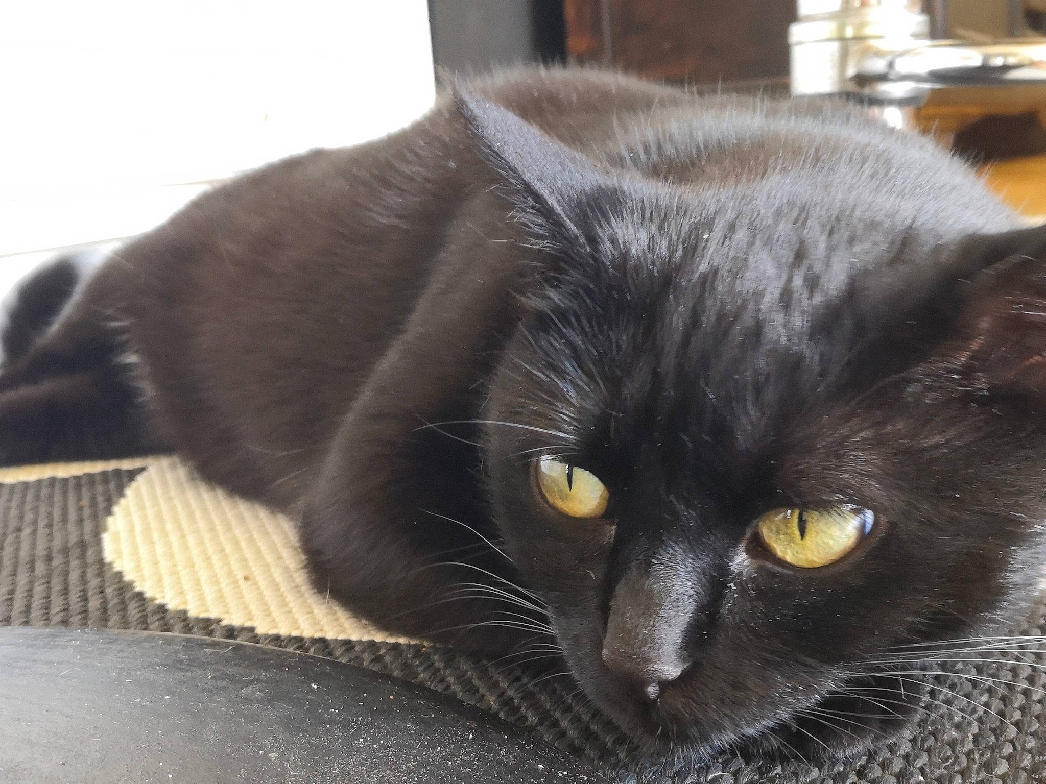 Mimi participe au concours pour gagner de l'argent avec cette photo : asian, black_cat, bombay, british_shorthair, burmese, carnivore, cat, chartreux, domestic_long_haired_cat, domestic_short_haired_cat, felidae, fur, korat, mammal, nebelung, small_to_medium_sized_cats, snout, vertebrate, whiskers