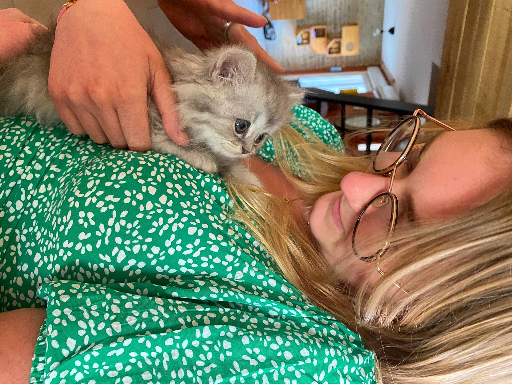 Whisky a rejoint le concours — aidez-le/la à gagner de superbes lots ! canidae, cat, comfort, companion_dog, couch, domestic_short_haired_cat, eyewear, fawn, felidae, fur, grass, hand, human_leg, jewellery, nail, pattern, sitting, skin, small_to_medium_sized_cats, whiskers