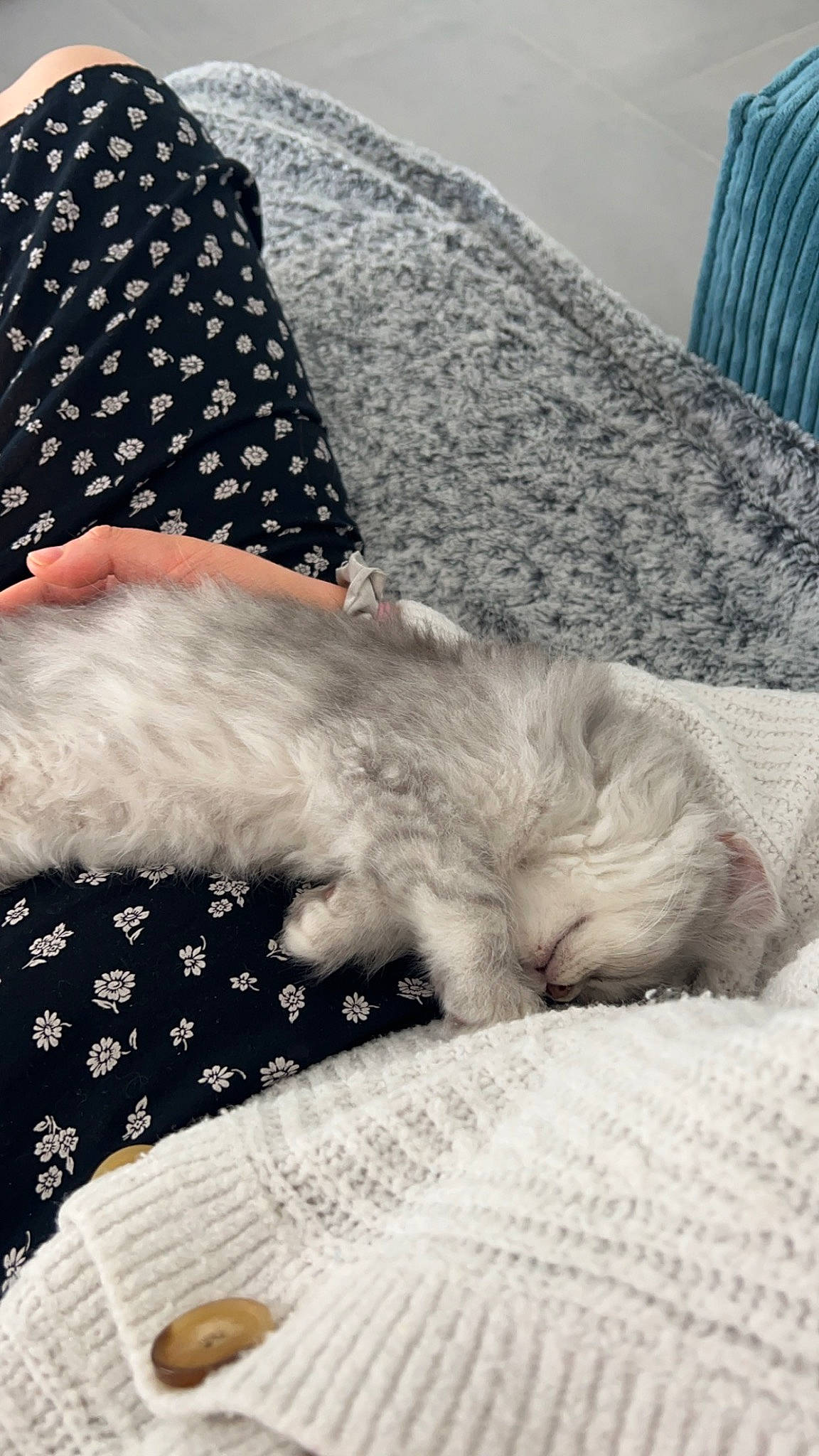 Whisky participe au concours pour gagner de l'argent avec cette photo : bedding, carmine, cat, comfort, companion_dog, felidae, flag_of_the_united_states, foot, fur, grey, human_leg, linens, pattern, paw, room, small_to_medium_sized_cats, tail, textile, thigh, whiskers