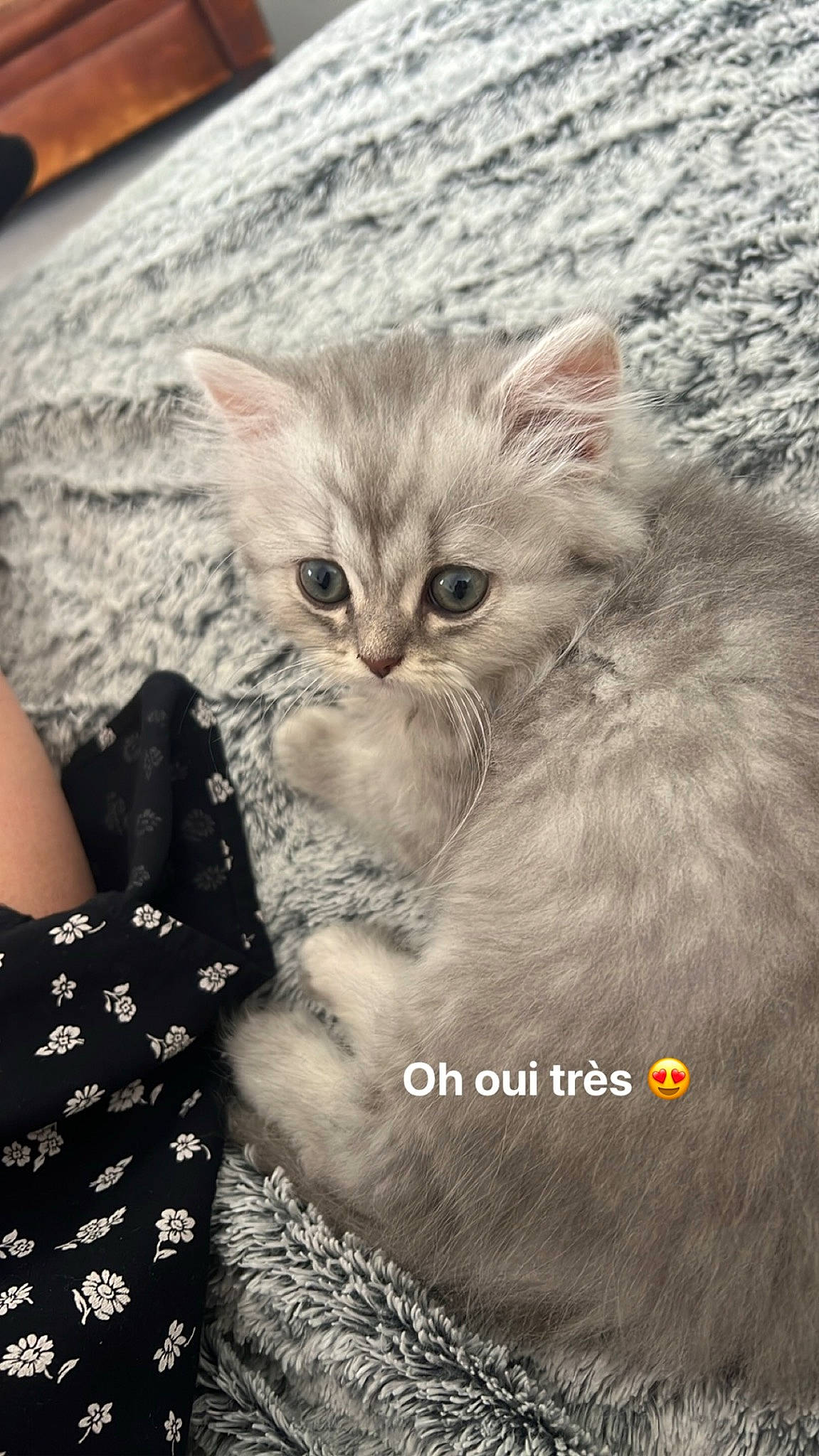 Whisky a rejoint le concours — aidez-le/la à gagner de superbes lots ! carnivore, cat, claw, domestic_short_haired_cat, fawn, felidae, fur, gesture, happy, iris, love, pattern, paw, photo_caption, plant, selfie, small_to_medium_sized_cats, snout, whiskers