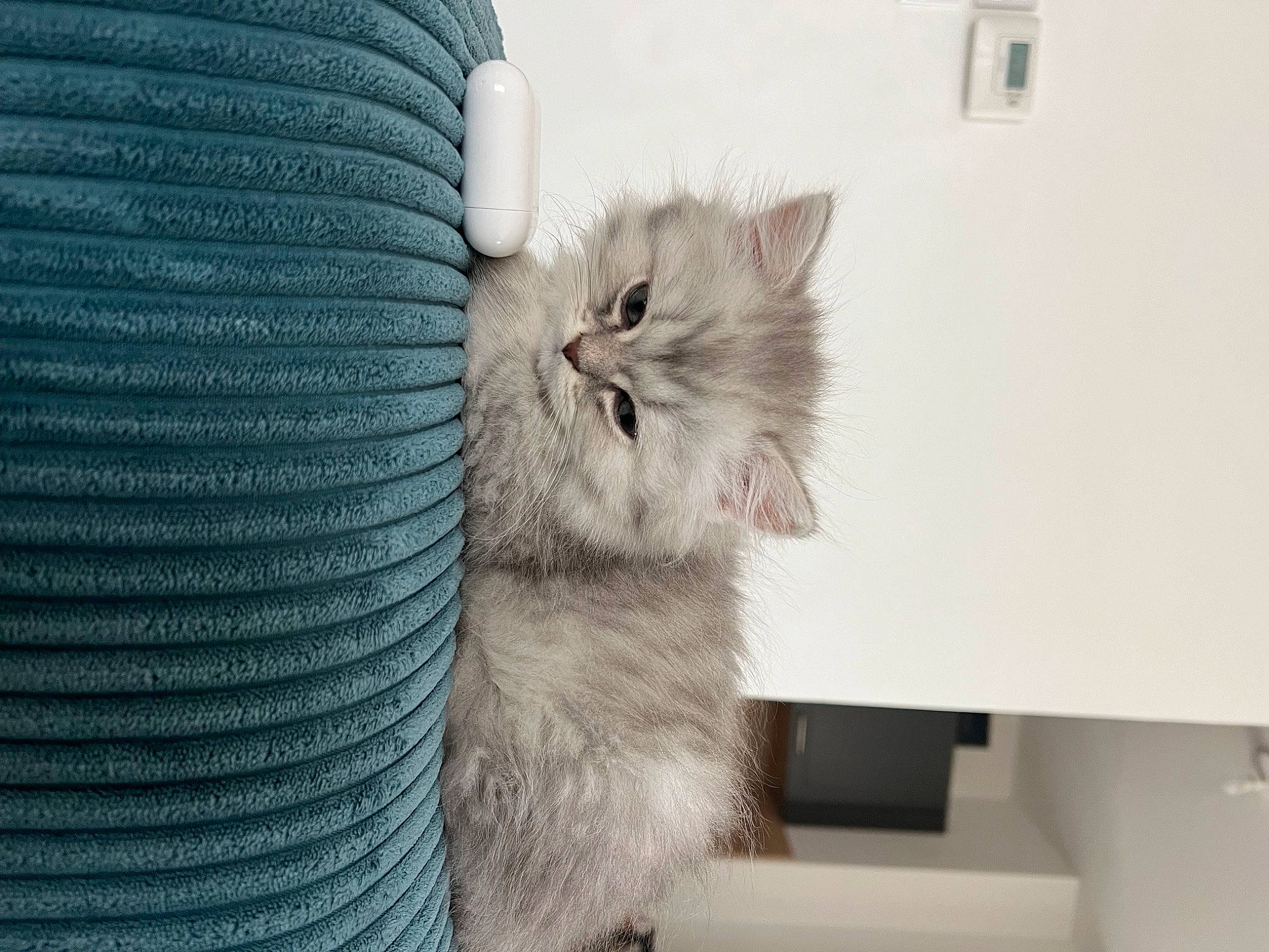 Whisky participe au concours pour gagner de l'argent avec cette photo : carnivore, cat, claw, comfort, couch, domestic_short_haired_cat, felidae, flooring, fur, pattern, paw, small_to_medium_sized_cats, snout, tail, whiskers, window, wool