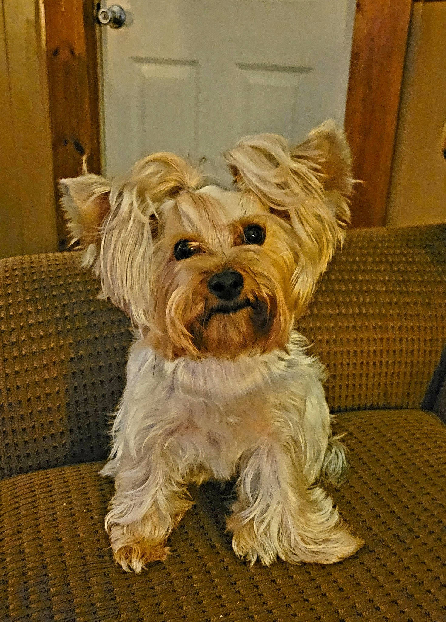Kimber joined the competition — help win amazing prizes! biewer_terrier, canidae, carnivore, companion_dog, dog, dog_breed, door, fur, liver, maltepoo, non_sporting_group, small_terrier, snout, sporting_group, terrier, toy_dog, wood, working_animal, yorkipoo, yorkshire_terrier