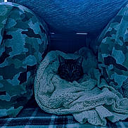 Buddie joined the competition — help win amazing prizes! animal, armchair, bed, bedroom, blanket, canine, cat, chair, couch, cushion, dog, furniture, homedecor, indoors, kitten, linen, pet, puppy, quilt, room