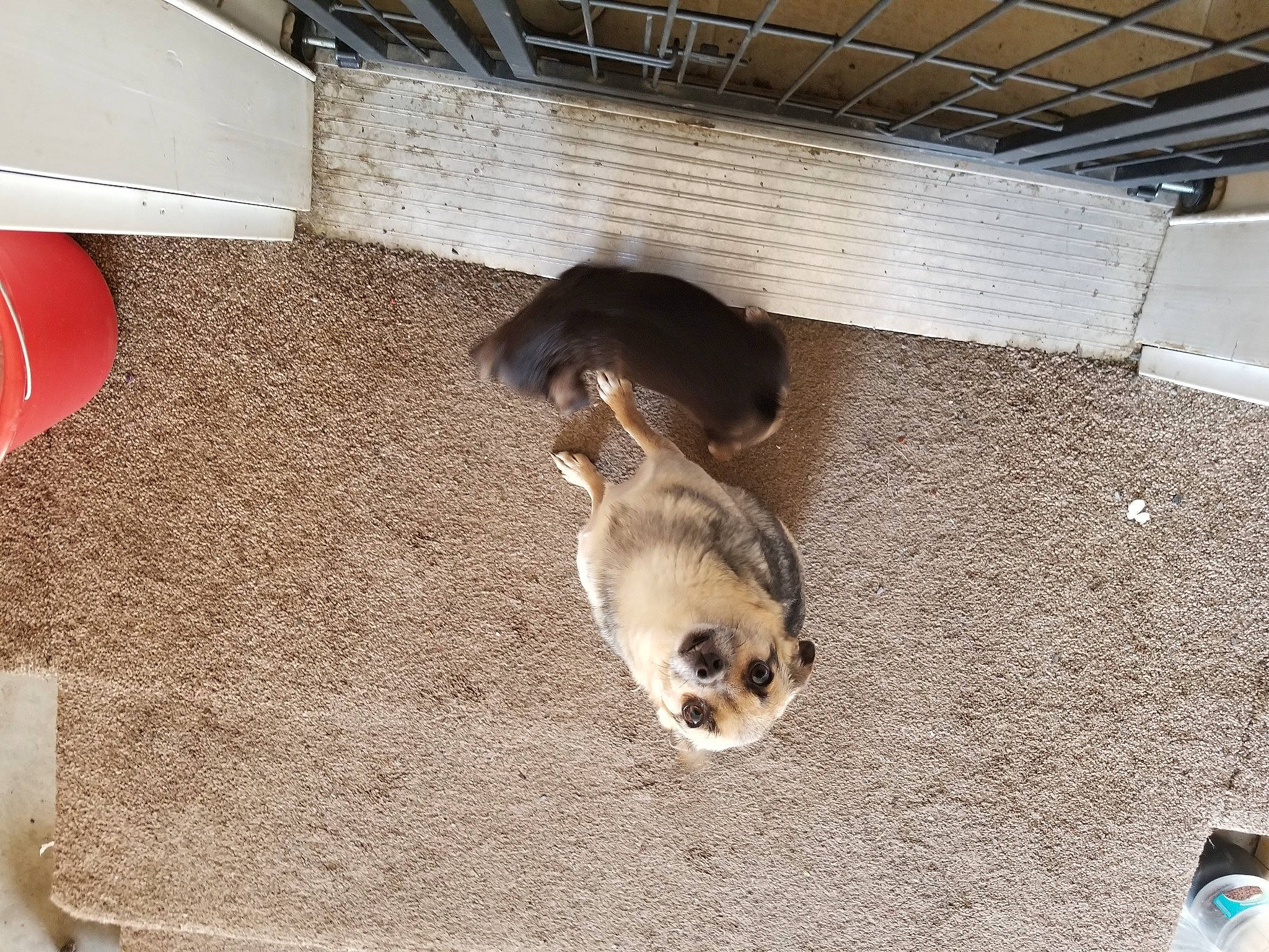 Annabell is registered to the contest to win money with this photo: canidae, carnivore, cat, cat_supply, comfort, companion_dog, dog_breed, fawn, felidae, floor, flooring, fur, hardwood, pet_supply, room, small_to_medium_sized_cats, sporting_group, tail, whiskers, wood