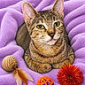 cat, tabby_cat, pet, animal, feline, portrait, sitting, wide_eyes, whiskers, ears, fur, striped_fur, purple_blanket, cozy, cat_toys, feather, yarn_ball, plastic_ball, red_ball, indoor