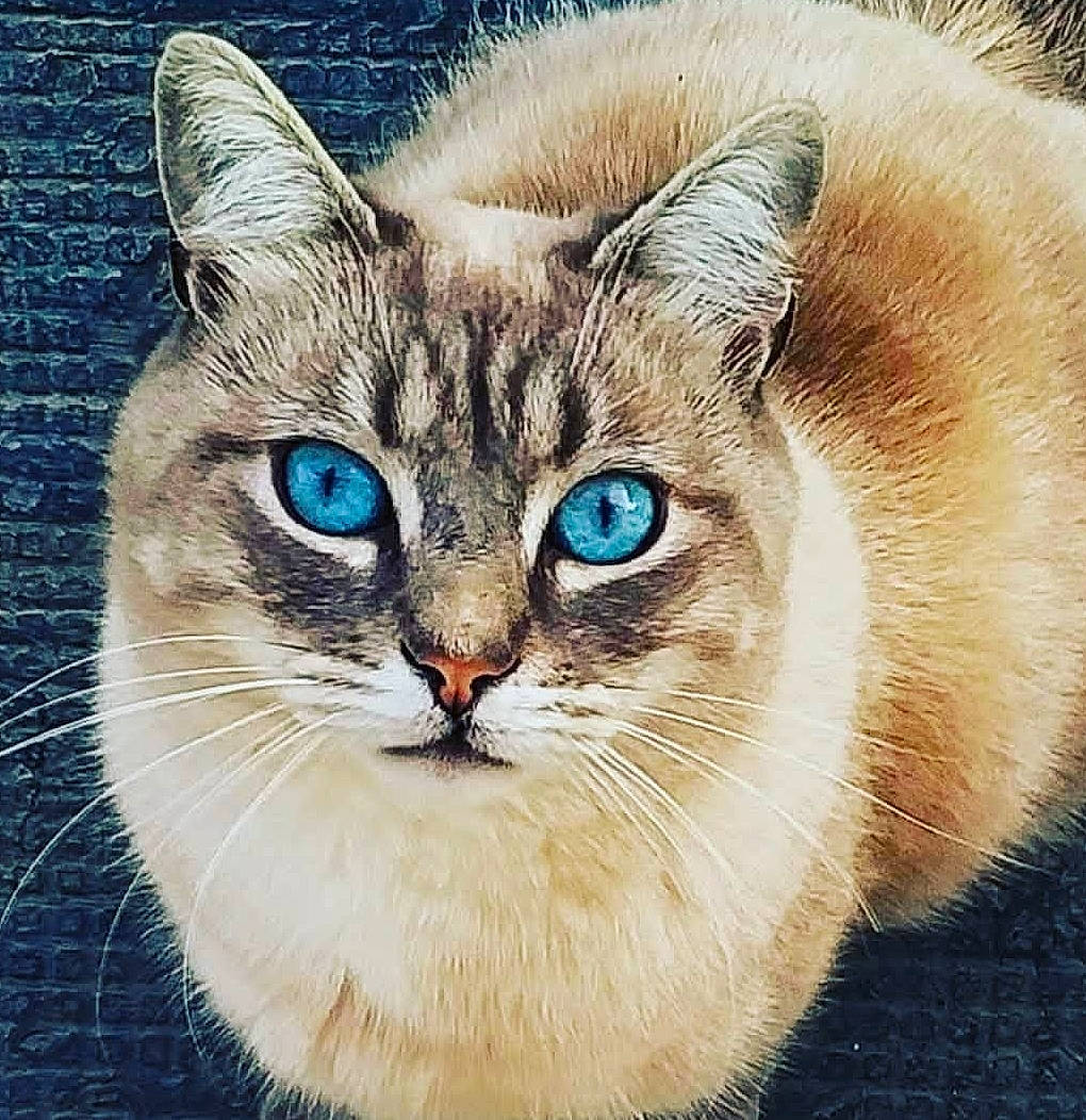 Pilou participe au concours pour gagner de l'argent avec cette photo : art, art_paint, carnivore, cat, domestic_short_haired_cat, door, felidae, fur, graphics, illustration, internet_meme, paint, painting, rectangle, small_to_medium_sized_cats, snout, terrestrial_animal, watercolor_paint, whiskers, wildlife