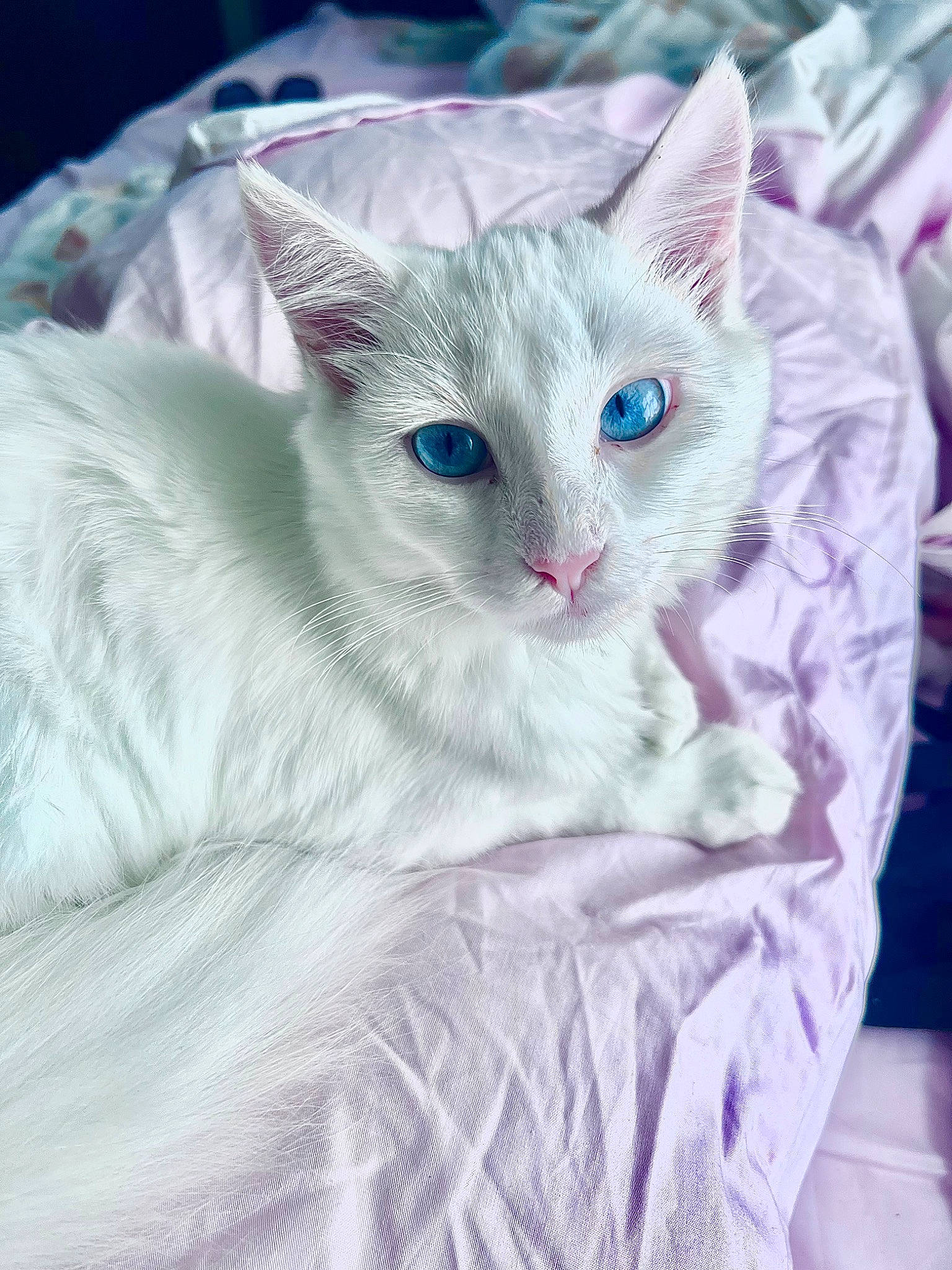 Luna is registered to the contest to win money with this photo: carnivore, cat, cat_supply, comfort, domestic_short_haired_cat, eye, felidae, fur, paw, small_to_medium_sized_cats, snout, tail, terrestrial_animal, whiskers