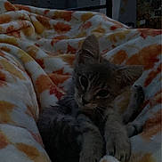 Clover joined the competition — help win amazing prizes! kitten, cat, blanket, bed, cozy, indoor, soft, warm, feline, animal, resting, cute, young, pet, fur, comfort, wall, handprints, dim_light, home