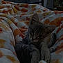 kitten, cat, blanket, bed, cozy, indoor, soft, warm, feline, animal, resting, cute, young, pet, fur, comfort, wall, handprints, dim_light, home